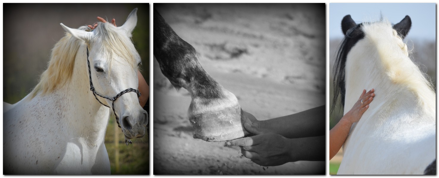 An'B Shiatsu Equin · Photos 1